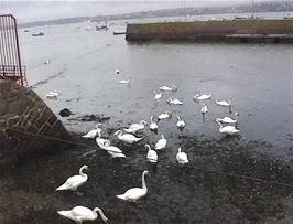 Swans at Starcross harbour as we return to the car for the journey home